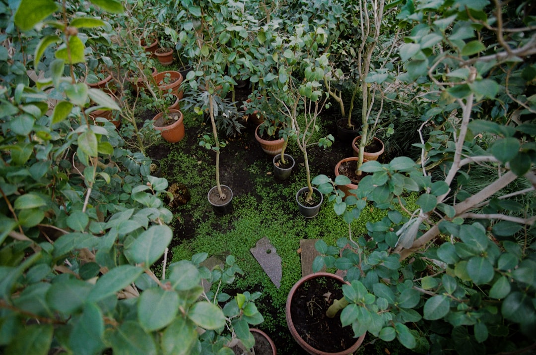 Transform Your Backyard: How to Build a Sustainable Rain Garden for Better Drainage