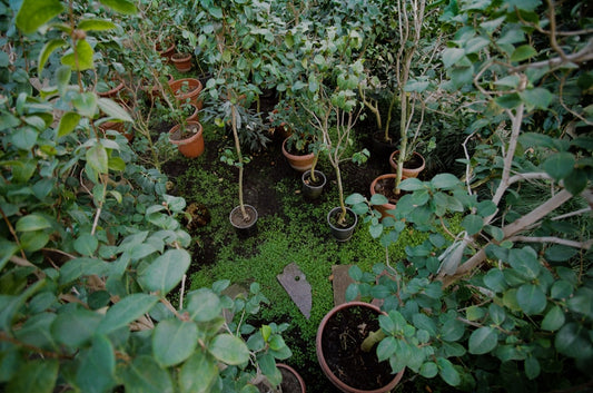 Transform Your Backyard: How to Build a Sustainable Rain Garden for Better Drainage