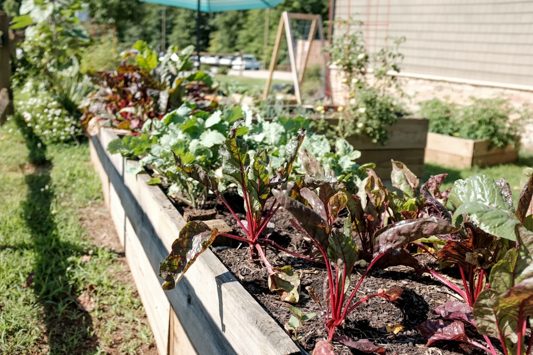 Essential Steps to Build an Eco-Friendly Vegetable Garden in Your Backyard