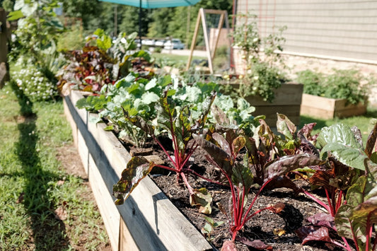 Essential Steps to Build an Eco-Friendly Vegetable Garden in Your Backyard