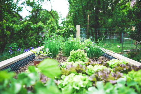 Create Your Own Eco-Friendly Vegetable Garden: A Step-by-Step Guide to Sustainable Backyard Living