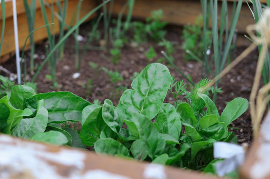 Step-by-Step Guide to Building a Sustainable Vegetable Garden in Your Backyard