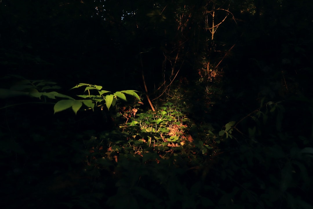 Outdoor LED Landscape Spotlight Fixes for Dark Front Yard Corners