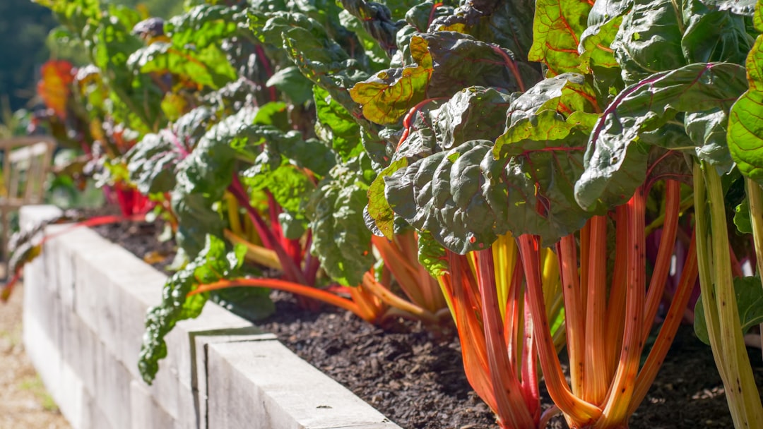 How to Build a Sustainable Vegetable Garden: Tips for Beginners