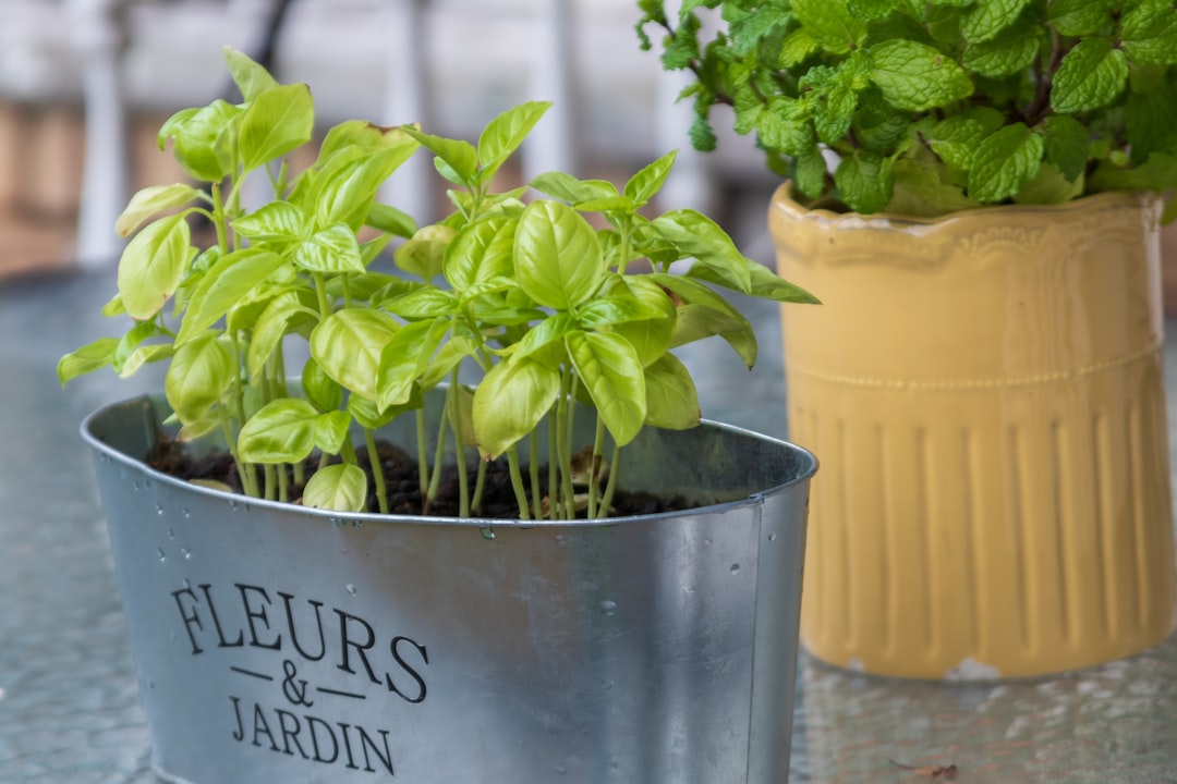 Step-by-Step Guide to Building a Raised Herb Garden in Your Backyard for a Vibrant Outdoor Lifestyle