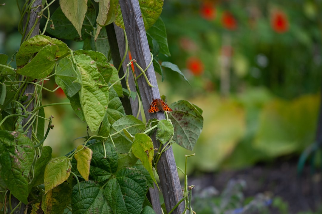7 Essential Tips for Designing an Eco-Friendly Vegetable Garden in Your Backyard