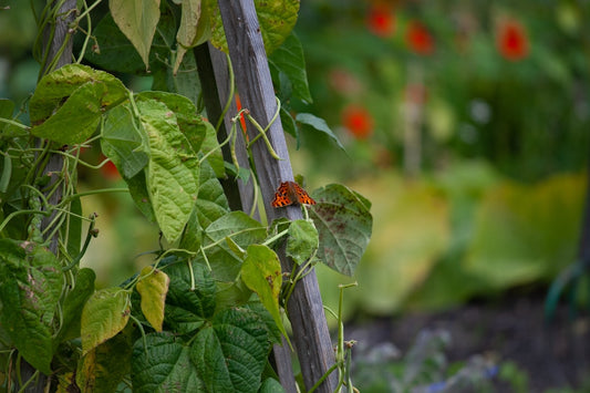 Easy Steps to Build a Sustainable Vegetable Garden in Your Backyard