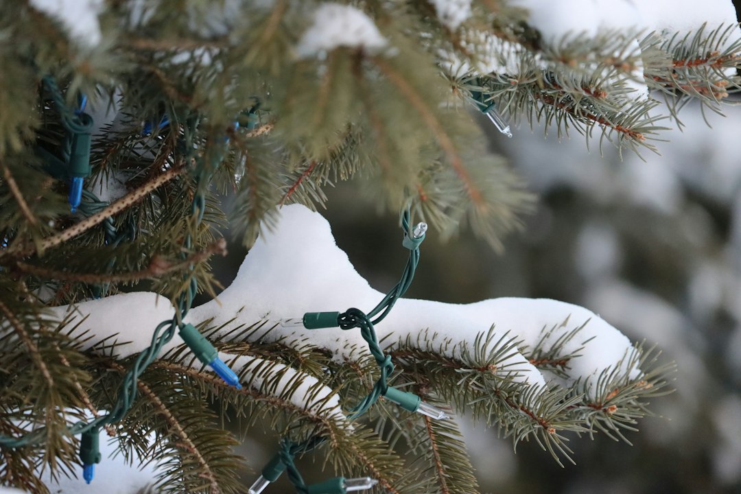 How to Hang Christmas Tree String Lights Outdoor Without Tangling Branches