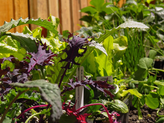 Essential Tips for Designing a Sustainable Vegetable Garden in Your Backyard