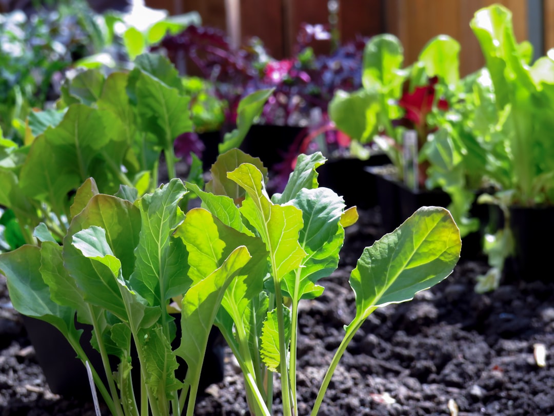 Step-by-Step Guide to Building a Sustainable Vegetable Garden in Your Backyard