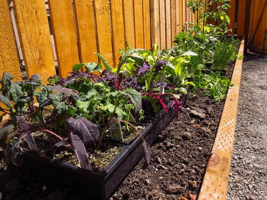 Transform Your Small Backyard with a DIY Vertical Garden: Easy Steps to Grow Vertically