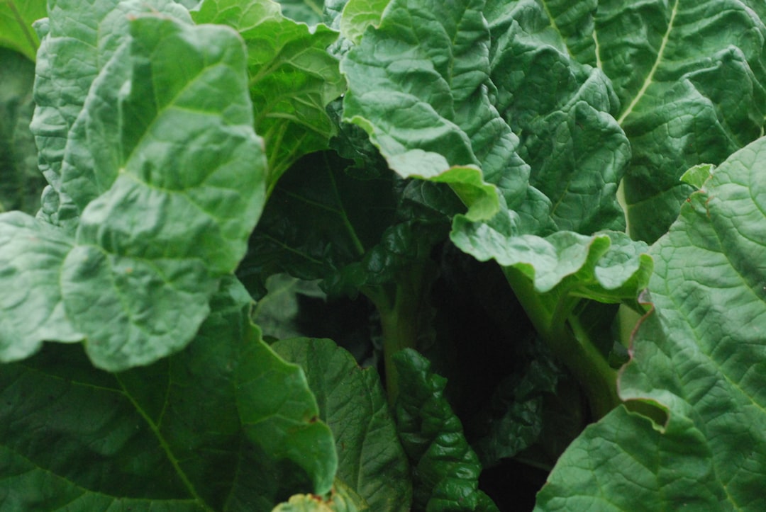 Essential Tips for Building a Sustainable Vegetable Garden in Your Backyard