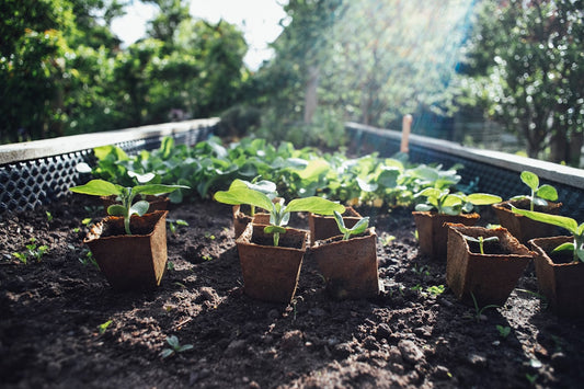 Step-by-Step Guide to Designing an Eco-Friendly Backyard Vegetable Garden