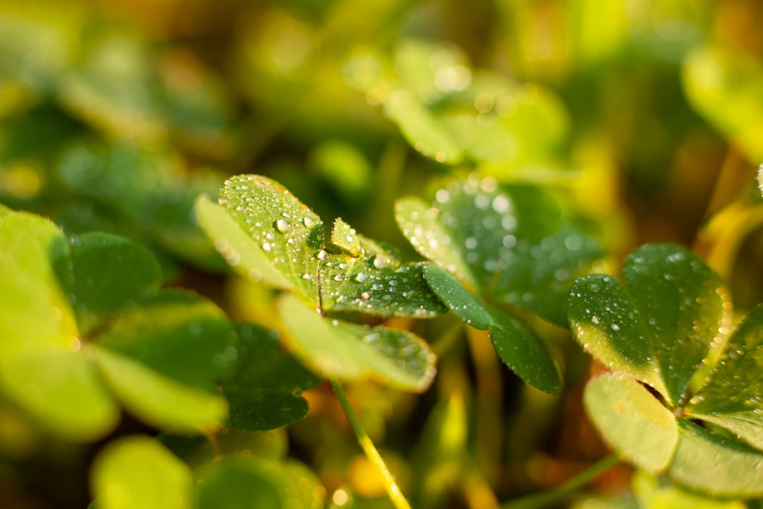Essential Tips for Designing a Sustainable Rain Garden in Your Backyard