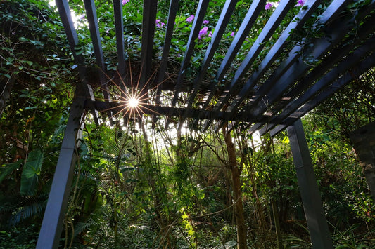 Create a Serene Backyard Oasis: How to Install a Low-Cost Privacy Screen with Climbing Plants