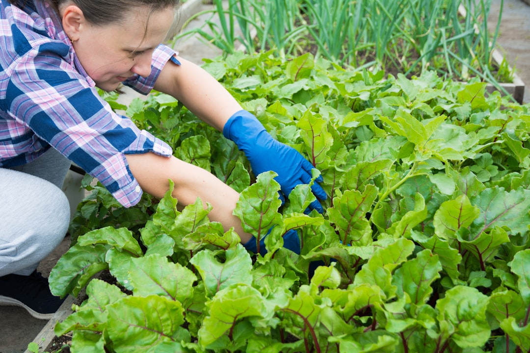 Step-by-Step Guide to Building a Raised Vegetable Garden in Your Backyard