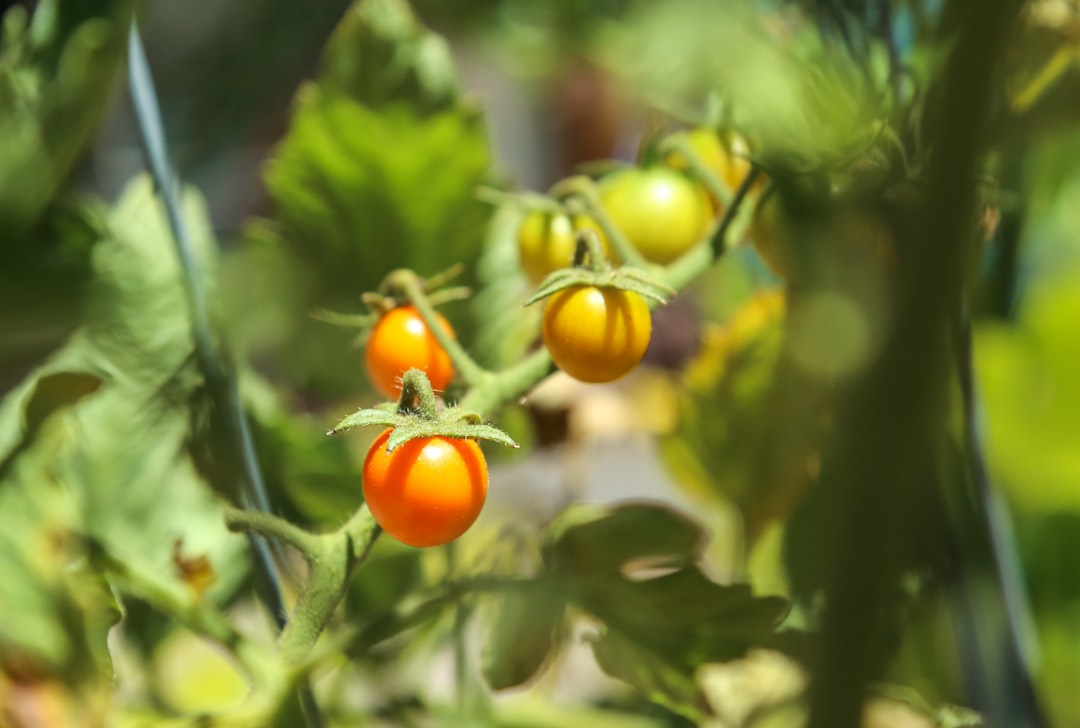 The Ultimate Guide to Building a Sustainable Vegetable Garden in Your Backyard