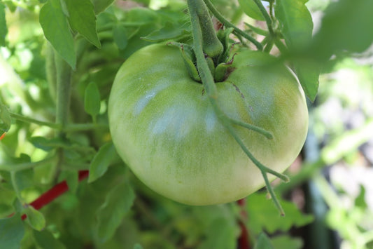 Step-by-Step Guide to Building a Raised Vegetable Garden in Your Backyard