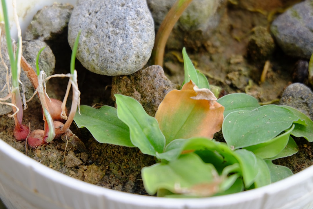 5 Steps to Build a Sustainable Vegetable Garden in Your Backyard for a Greener Lifestyle