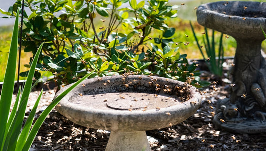 Step-by-Step Guide to Building an Affordable Raised Garden Bed in Your Backyard