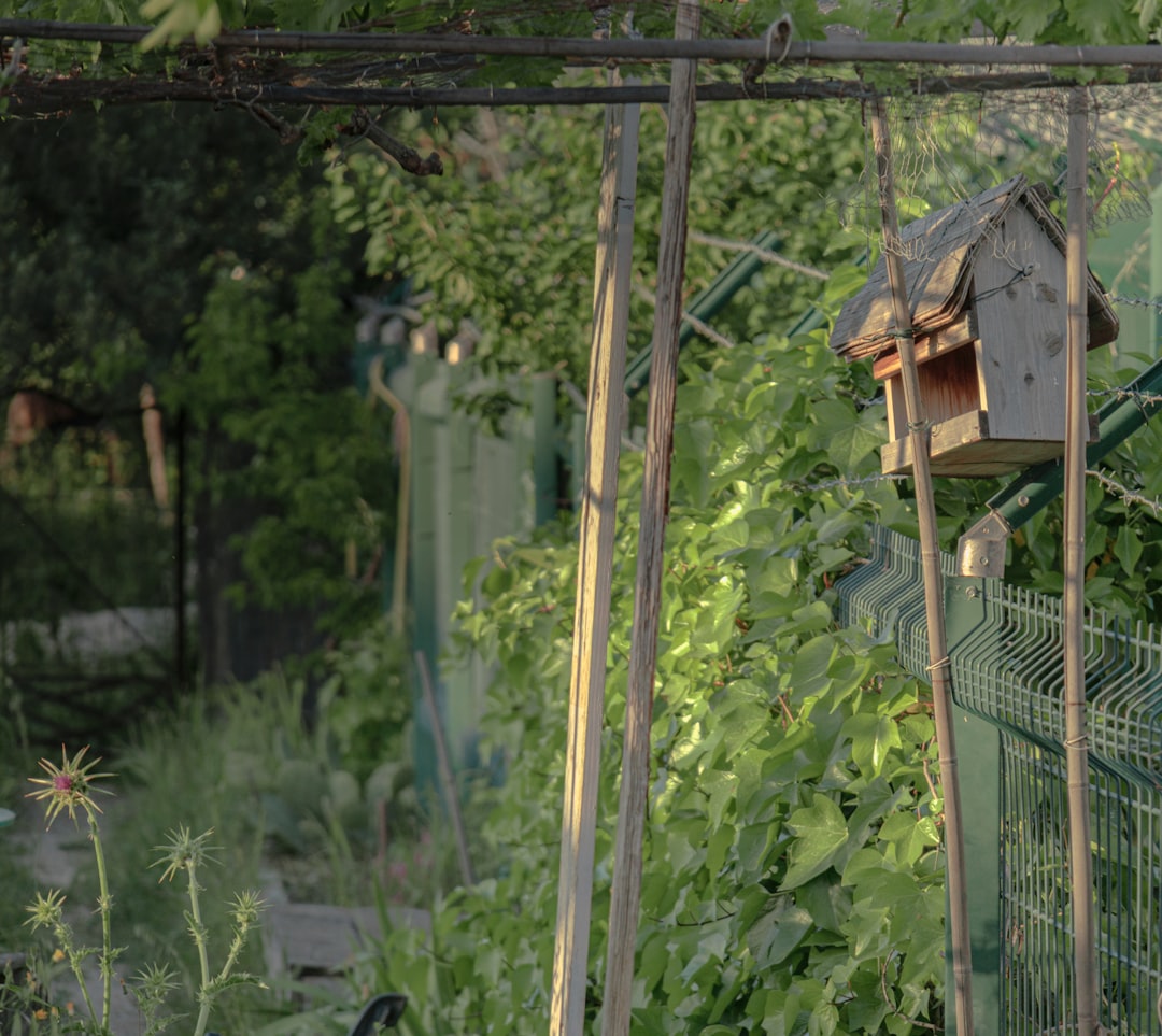 Step-by-Step Guide to Building a Sustainable Vegetable Garden in Your Backyard