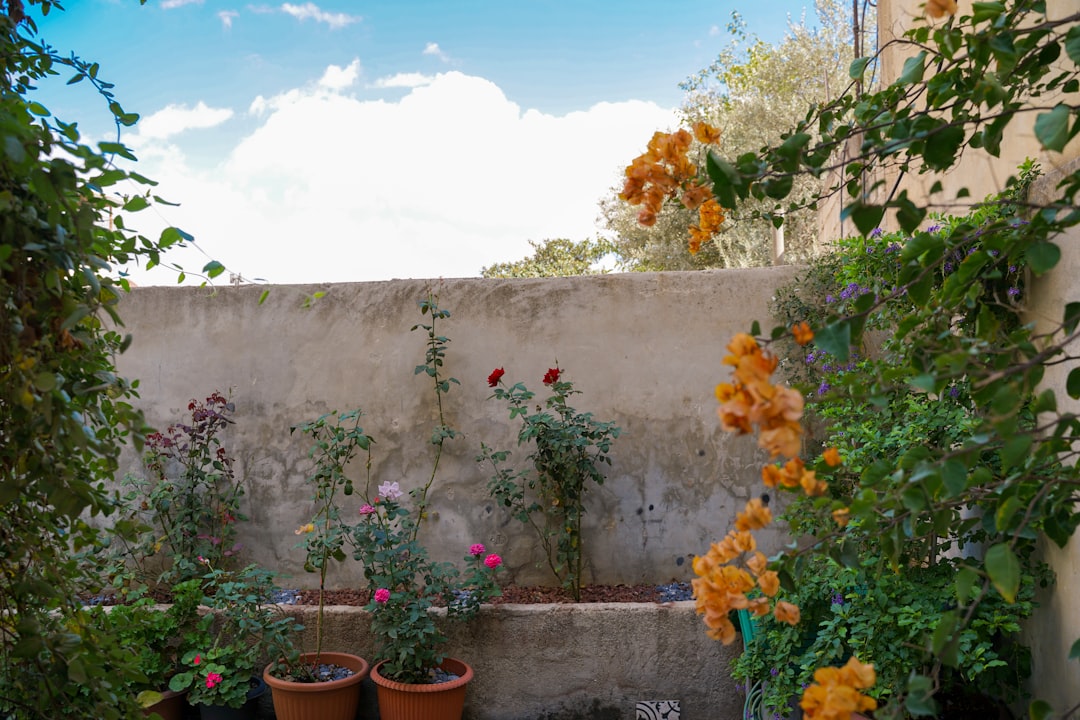 Designing a Functional Vegetable Garden: 7 Steps for Backyard Success to Maximize Your Outdoor Living Experience