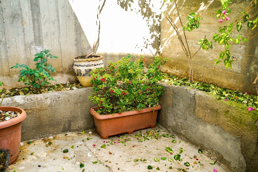 Step-by-Step Guide to Building a Raised Garden Bed for Beginners: Your Ultimate Backyard Project