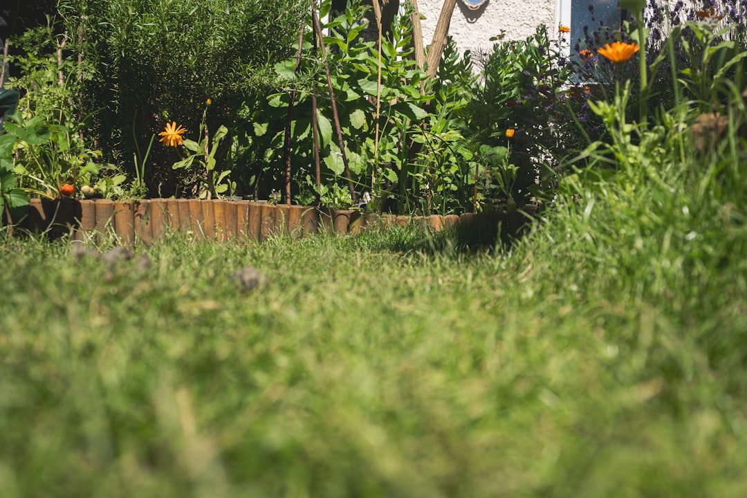Step-by-Step Guide to Building a Backyard Vegetable Garden for Beginners