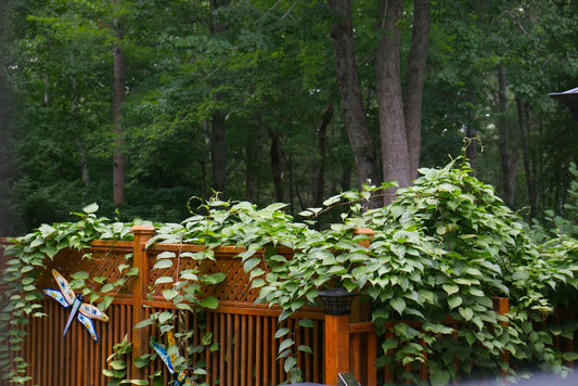 Transform Your Small Backyard: 7 Creative Vertical Gardening Ideas for Limited Spaces