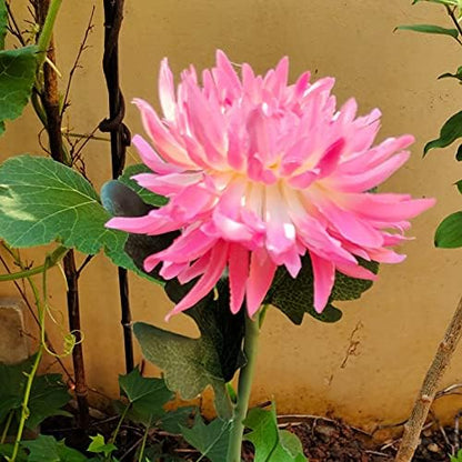 4 Pack Outdoor Solar Lights, Solar Garden Lights with 4 Bigger Chrysanthemum Flowers, Waterproof Outdoor Lights - Bigger Solar Panel for Garden Patio Yard Pathway (4pack Pink)