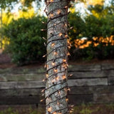 Novelty Lights 22 Feet 100 Bulbs Traditional Incandescent Mini Lights, Clear on Brown Wire with 2.5" Spacing | Lumora