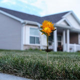 Solar Chrysanthemum Garden Lights 3-Head Yellow Solar Pathway Lamps with Ground Stake for Outdoor Lawn Patio | Lumora