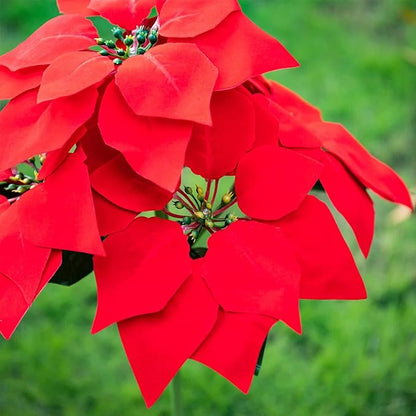 Outdoor Solar Flower Lights,2Pcs15.7Inch Solar Christmas Poinsettia Flower Lights,Waterproof Garden Stake Light Decorative Solar Patio Lawn Lamp for Yard Pathway