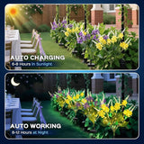 2 Pack Solar Garden Lights Outdoor, 2 Lighting Modes Warm White LED Waterproof Solar Powered Primrose Flowers | Lumora