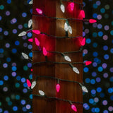 Novelty Lights 24FT 70 LED C6 LED Valentine's Day String Lights, Outdoor Christmas Tree Commercial Grade LED String | Lumora