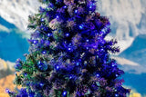 Novelty Lights 25ft 50 LED Blue Christmas Lights Outdoor/Indoor, 6" Spacing, Green Wire String Lights for Festive | Lumora