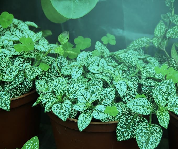 Grow Light A19 9W LED Blue Spectrum Hi-Growth Supplement | Lumora