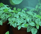 Grow Light A19 9W LED Blue Spectrum Hi-Growth Supplement | Lumora